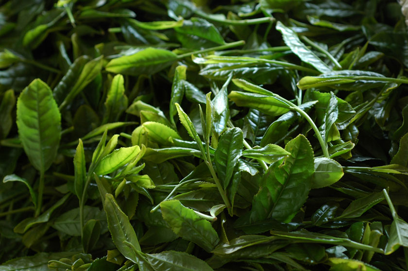 摘み取ったばかりの一番茶の新芽。茶葉が新鮮であればあるほど、雑味の無い、繊細な風味の深蒸し茶になります。